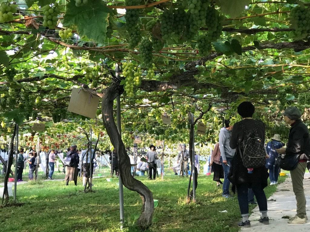 1.仁木くだもの狩りツアー