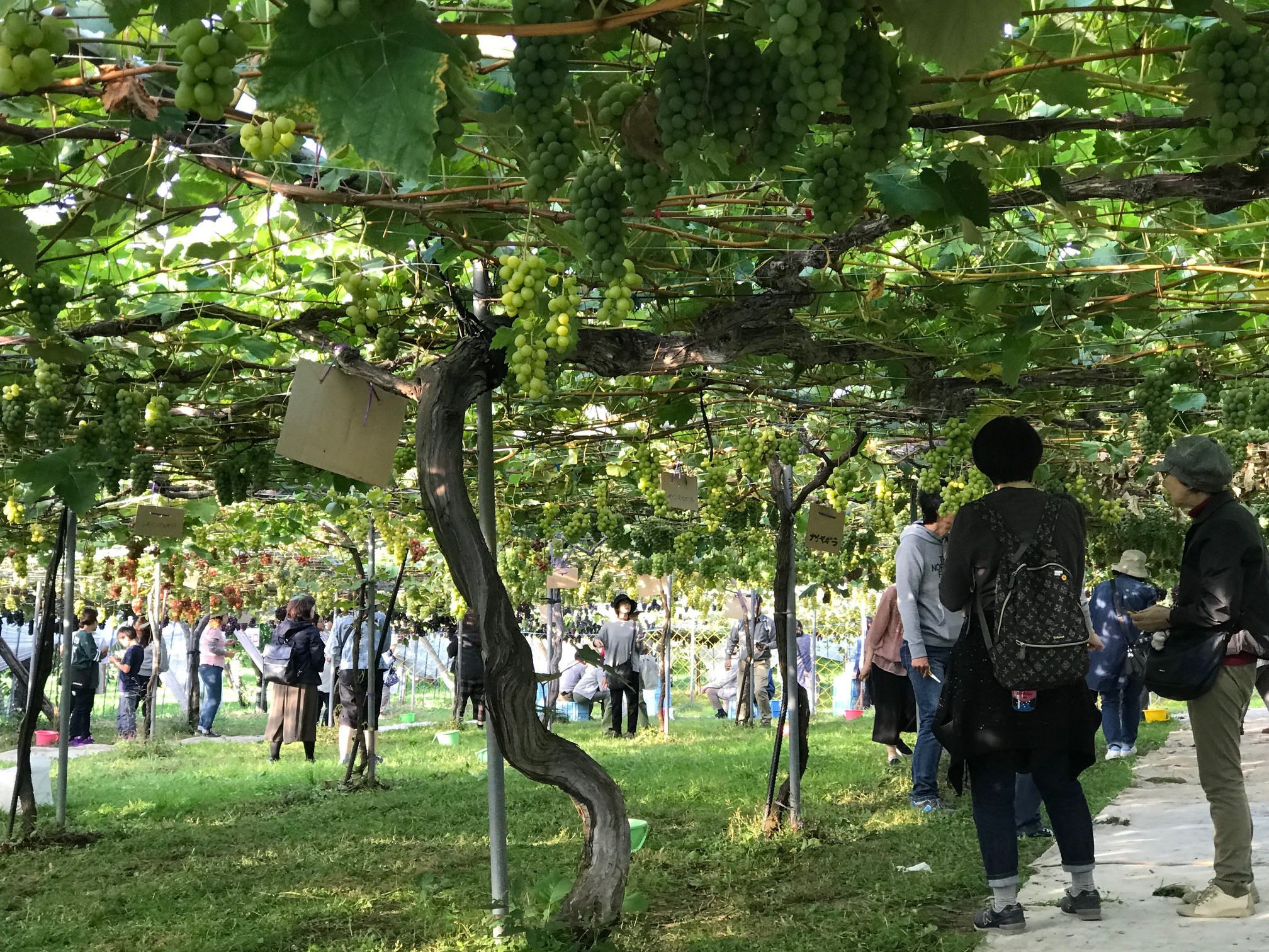 1.仁木くだもの狩りツアー